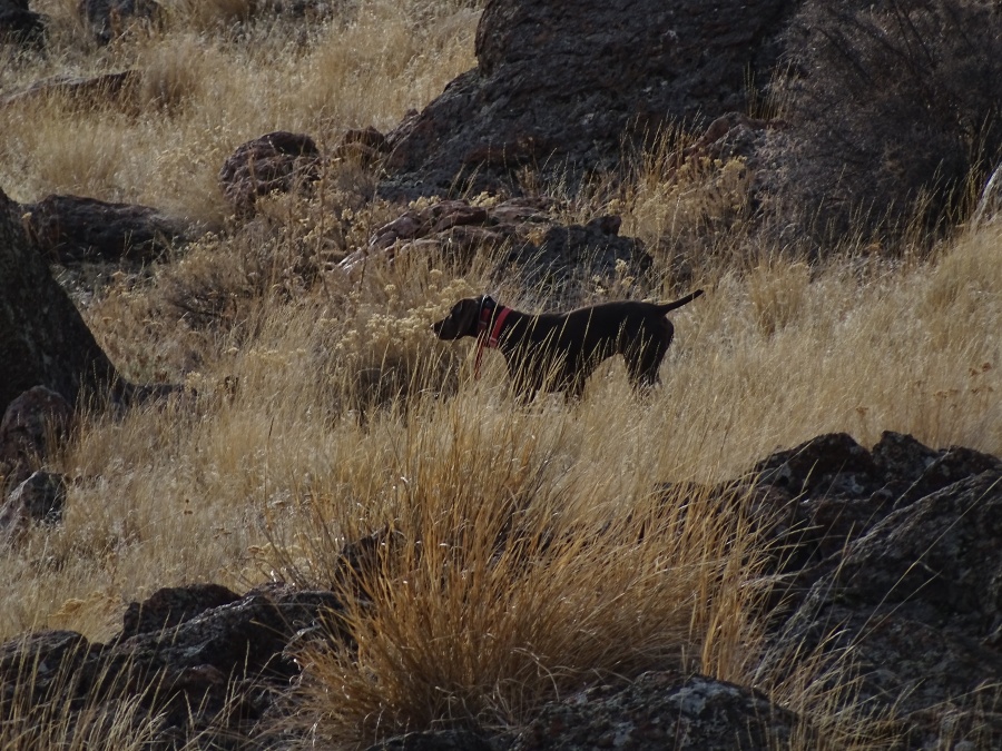 Chukars and what to expect this Spring – The Reigning Chukar Champions
