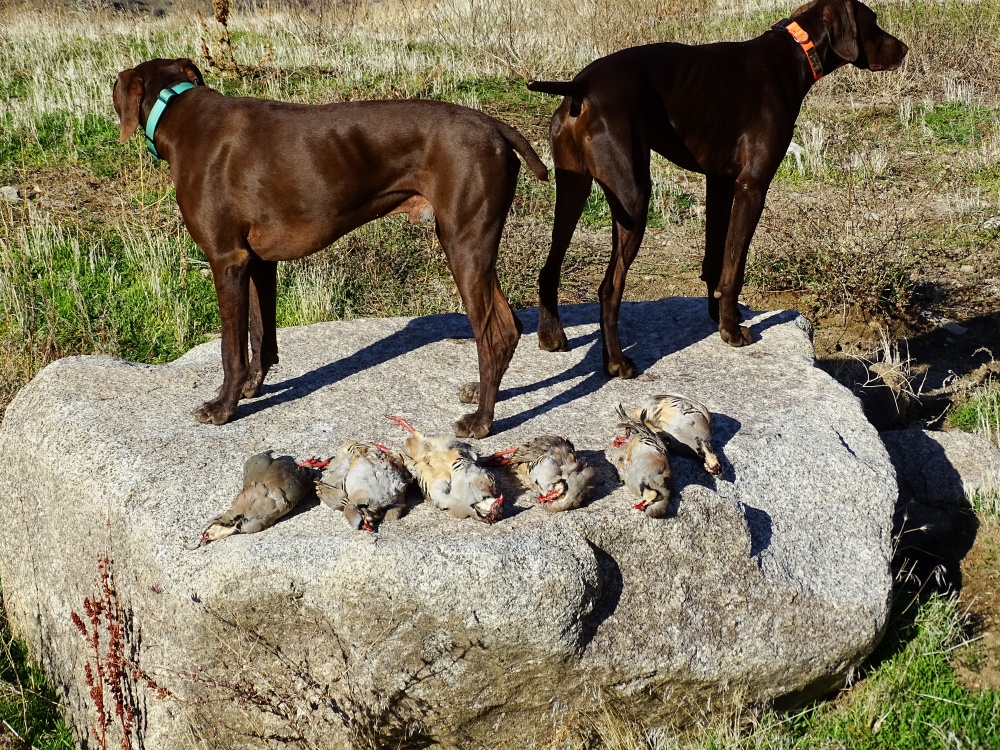 Here comes winter – The Reigning Chukar Champions